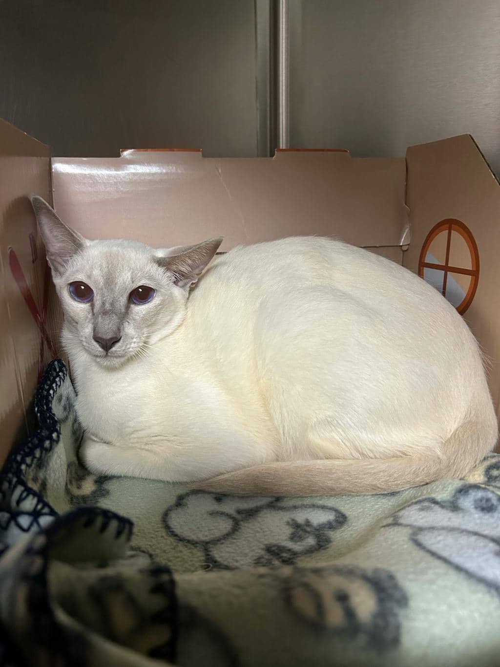 Ying - Siamese cat available for adoption in Calgary