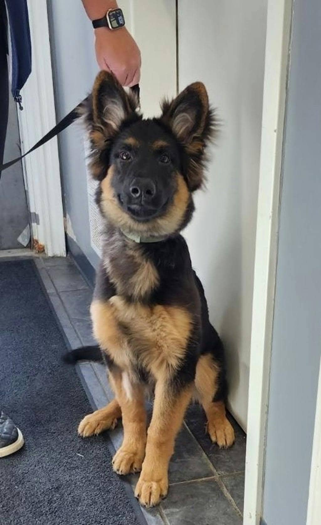 Oakley - German Shepherd available for adoption at Ontario SPCA (Central Ontario) in Orangeville
