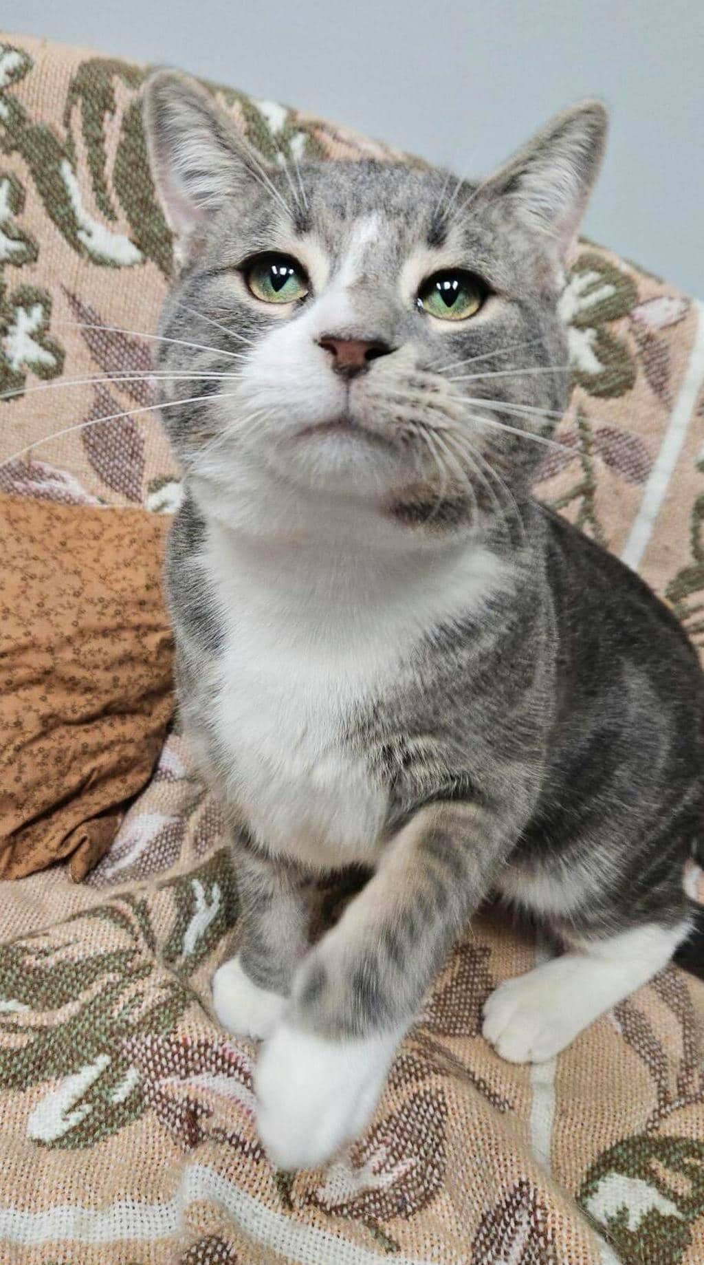 Donny - Domestic Short Hair available for adoption
