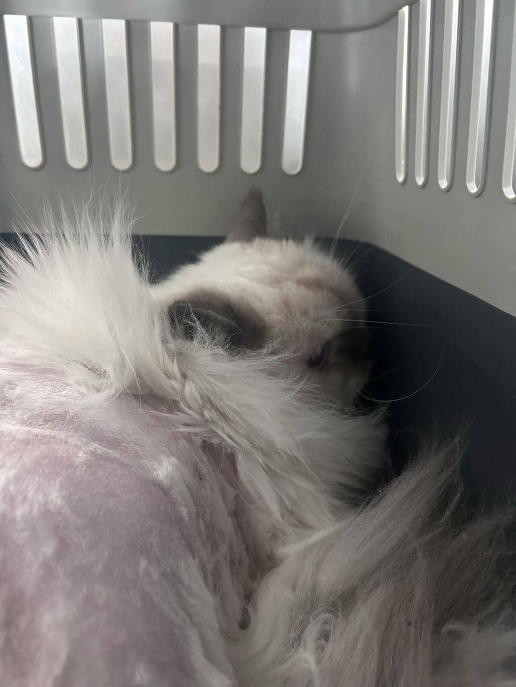 Mothman - Ragdoll cat available for adoption at Ontario SPCA (Toronto Area) in Stouffville