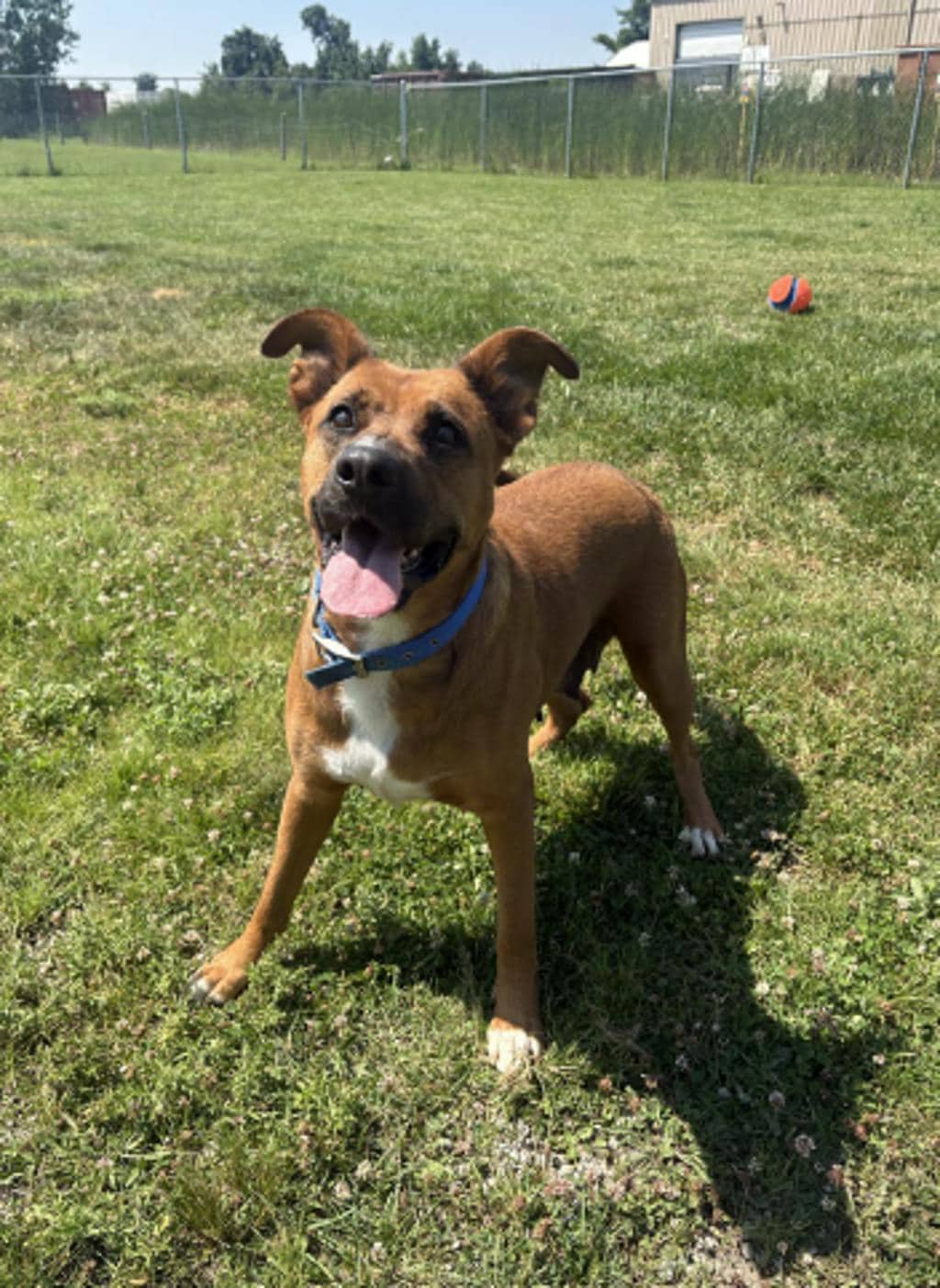 Daisy - Shepherd Mix available for adoption at Ontario SPCA (Toronto Area) in Stouffville