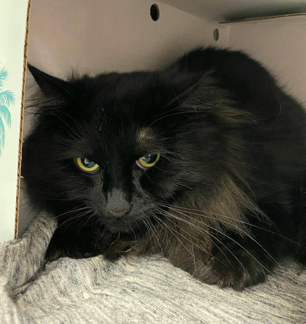Caeser - Domestic Longhair available for adoption