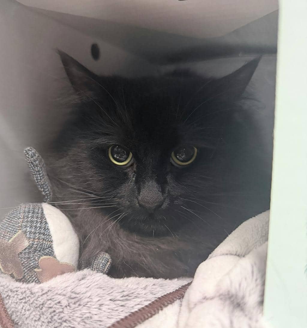 Caeser - Domestic Longhair available for adoption