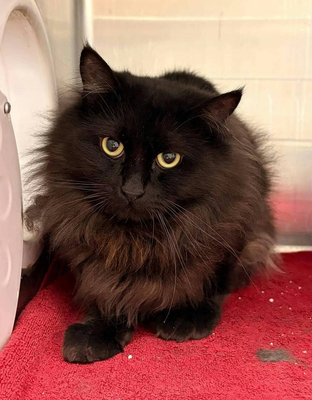 Caeser - Domestic Longhair available for adoption