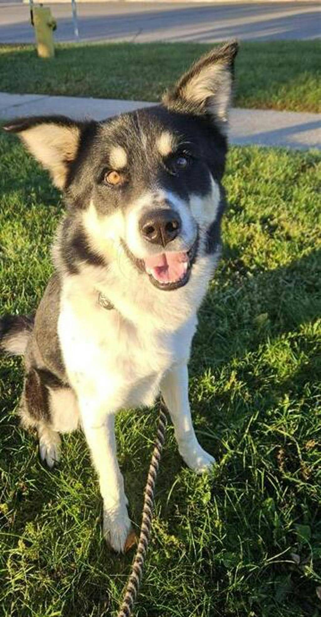 Balto - Husky Mixed available for adoption
