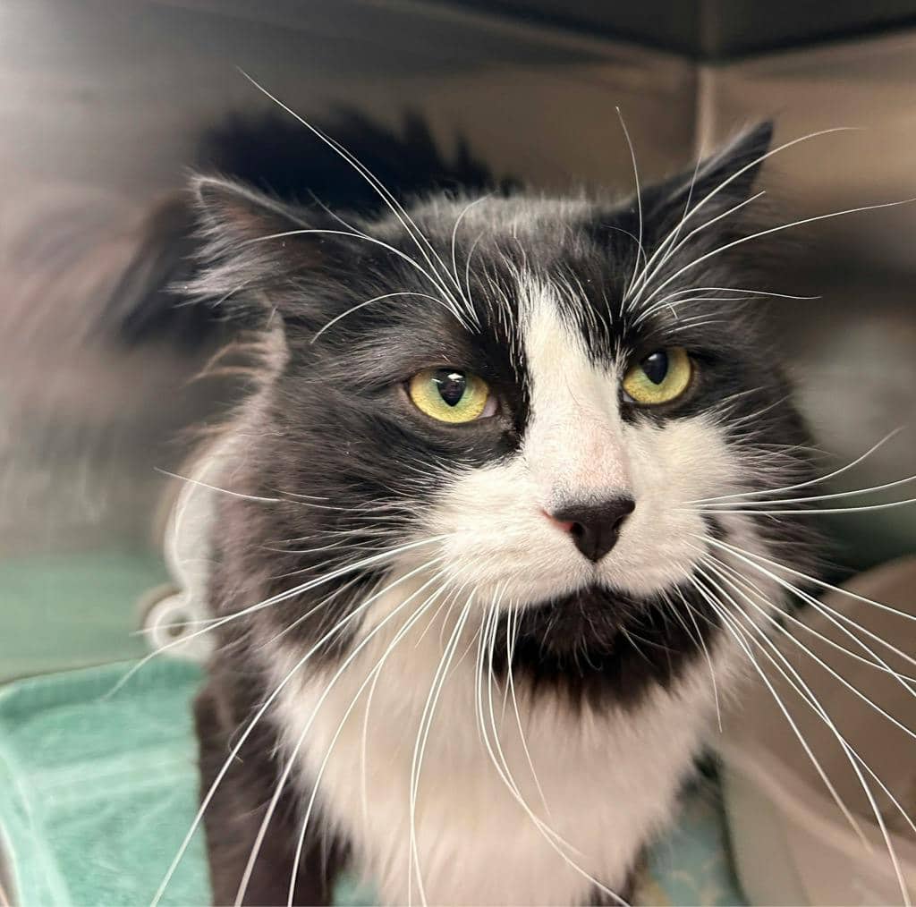 Bongo - Domestic Longhair cat available for adoption in Ontario
