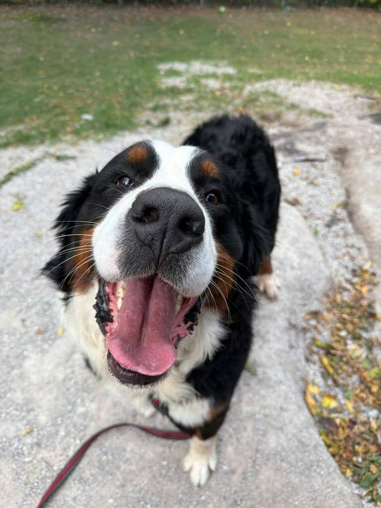 Bernie - Bernese Mountain Dog available for adoption at Ontario SPCA (Central Ontario) in Orillia