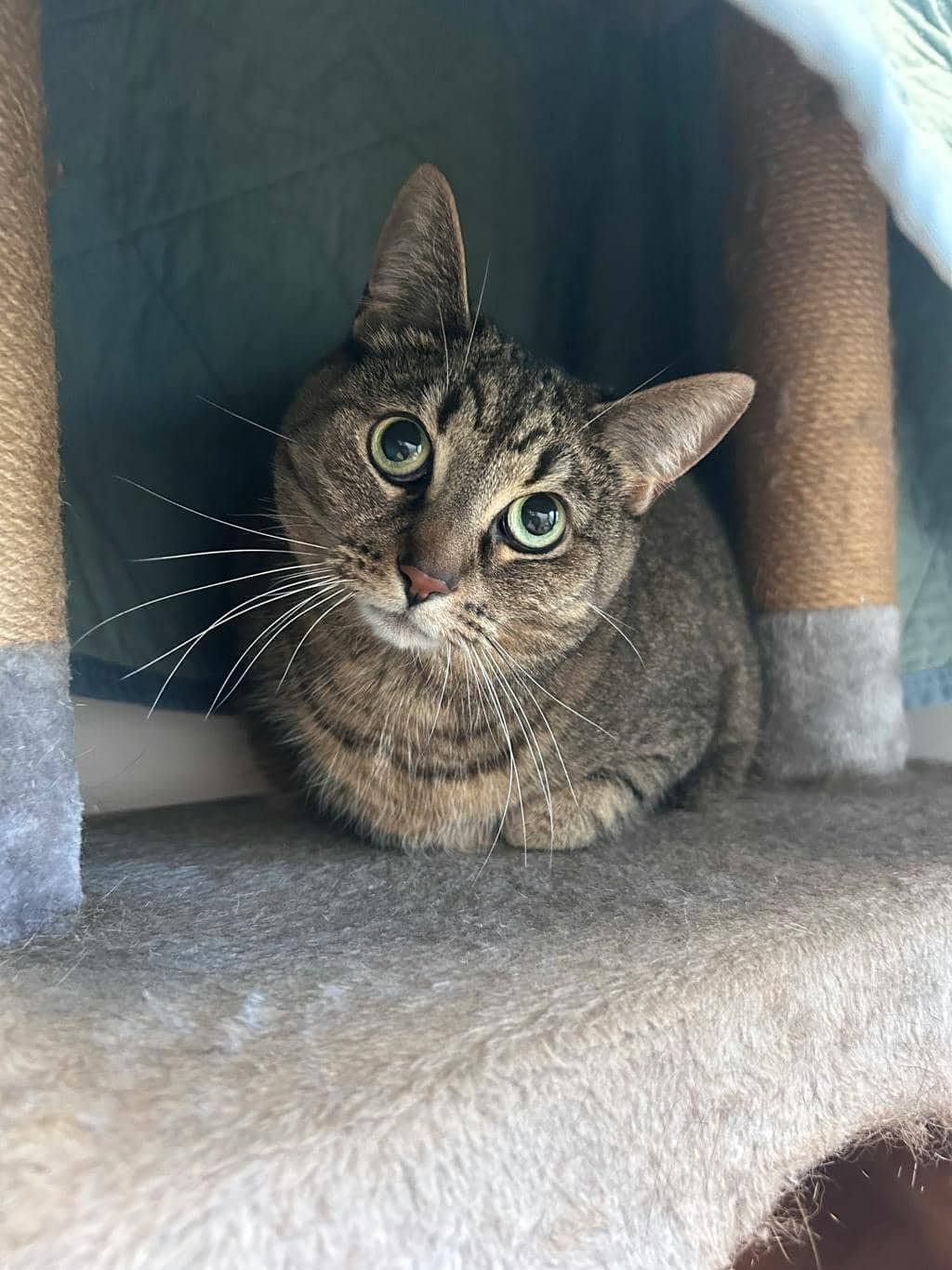 Patty - Domestic Short Hair cat available for adoption at Ontario SPCA (Toronto Area) in Stouffville