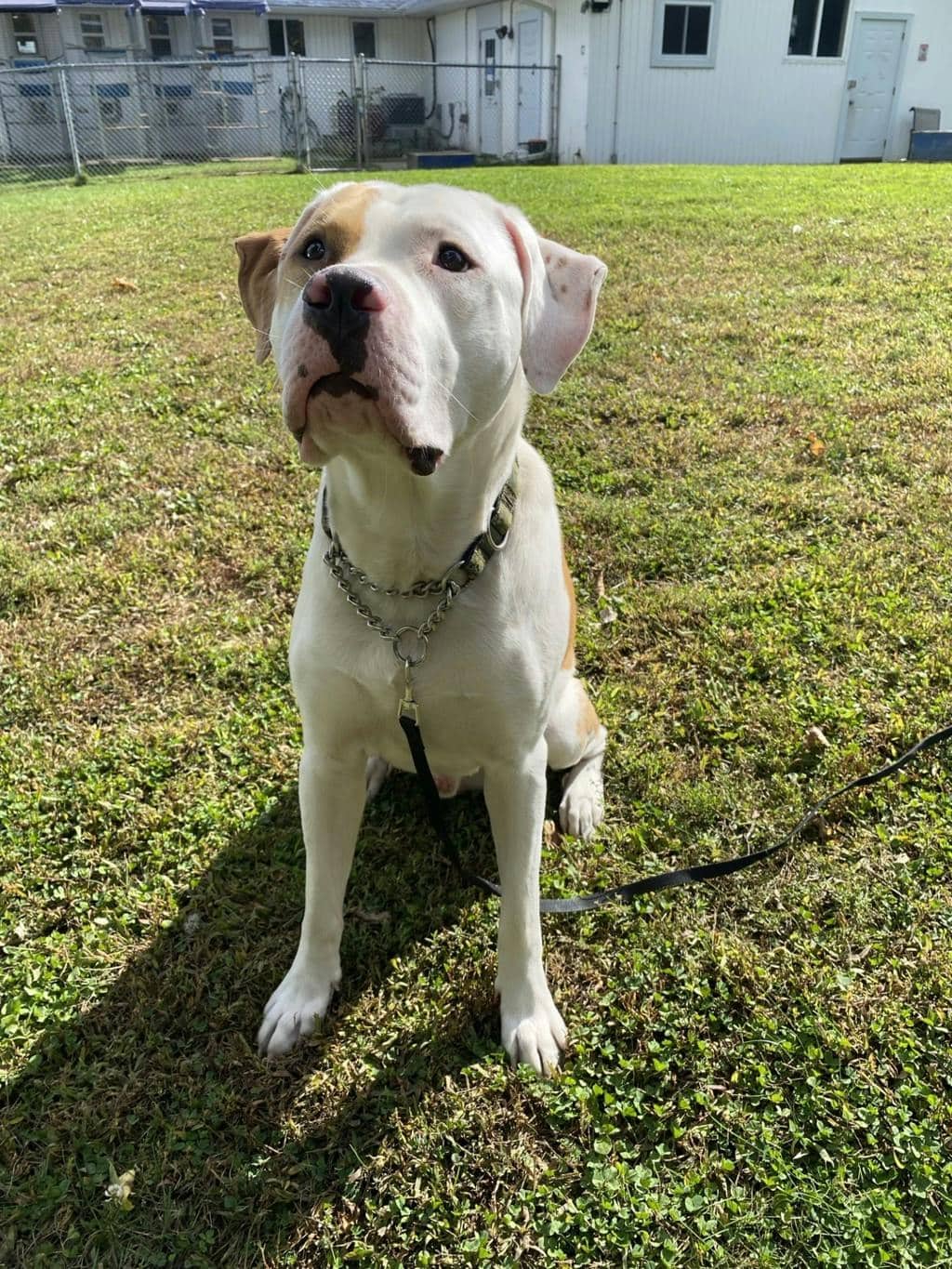 Bo - Argentine Dogo available for adoption at Ontario SPCA (Ottawa Area) in Ottawa