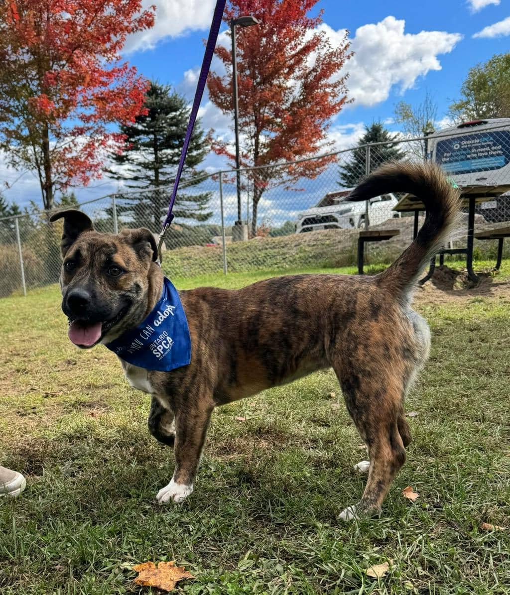 Shelby - Boxer available for adoption at Ontario SPCA (Central Ontario) in Bracebridge