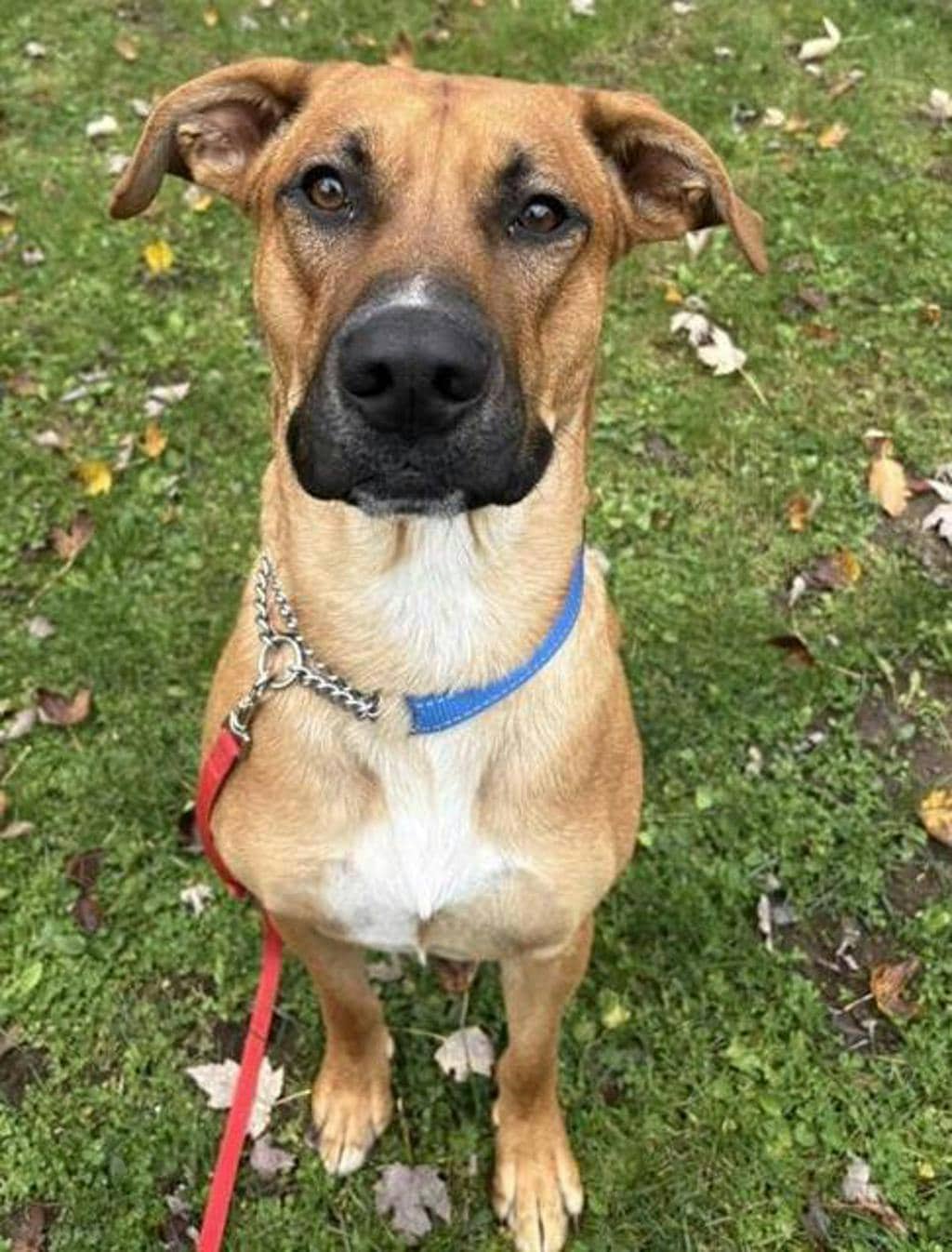 Gomez - Rhodesian Ridgeback available for adoption at Ontario SPCA (Central Ontario) in Bracebridge