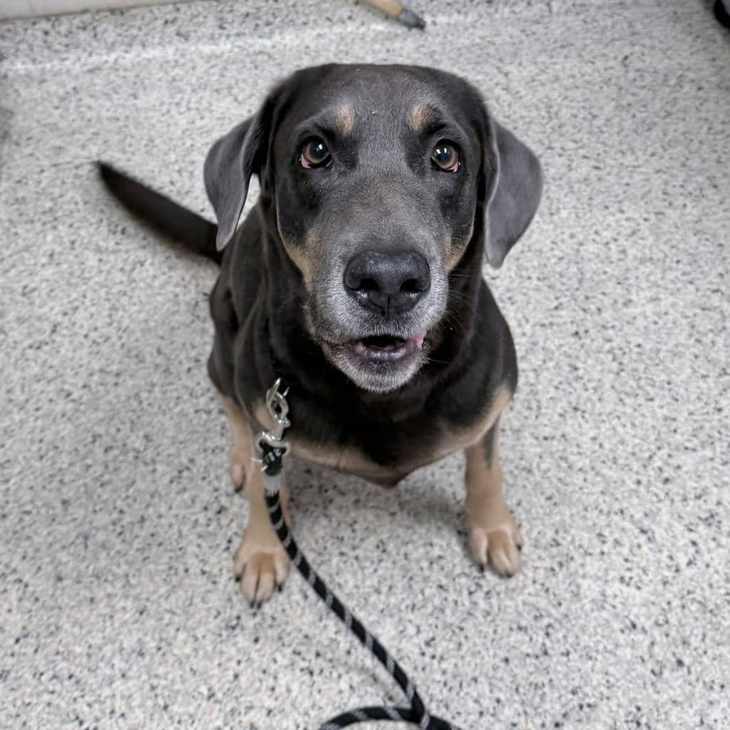 Lisa - Hound available for adoption at Ontario SPCA (Sudbury) in Sudbury