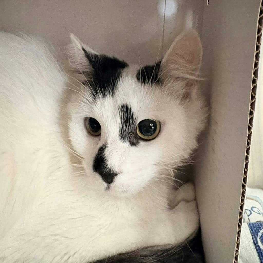 Shania - Domestic Short Hair cat available for adoption at Ontario SPCA (Central Ontario) in Bracebridge