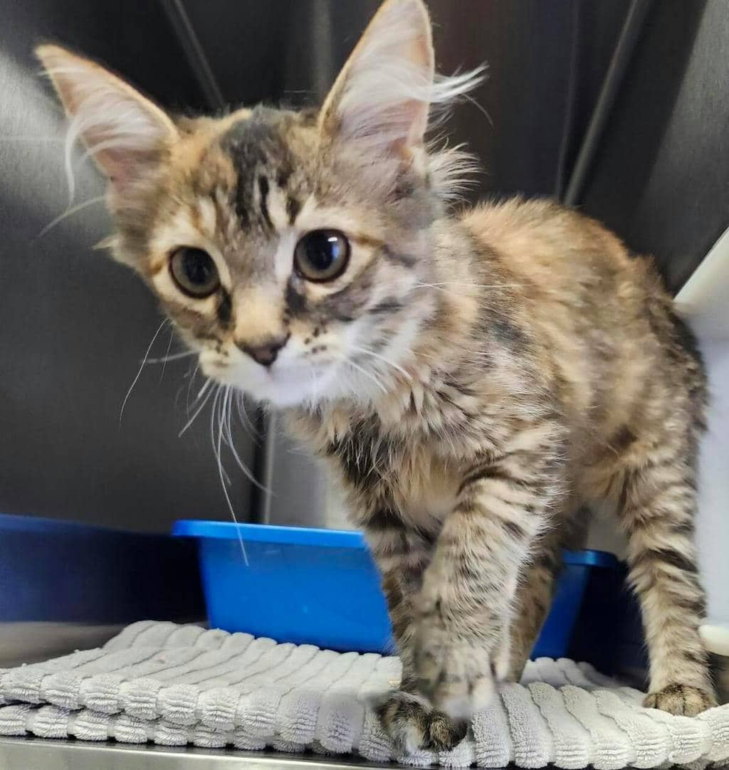 Moki (petsmart Orangeville) - Domestic Medium Hair available for adoption