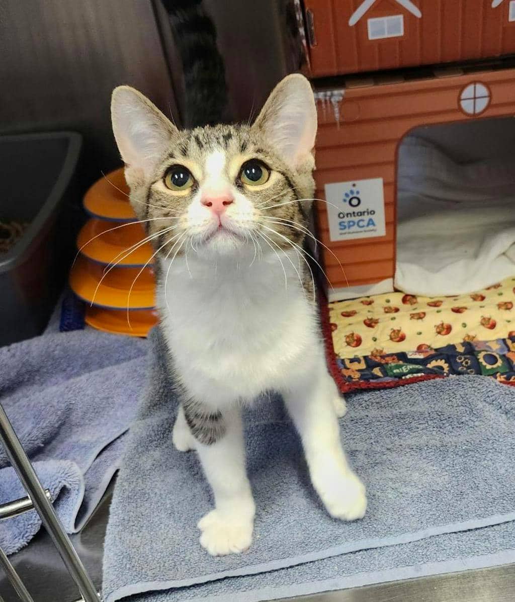 Loki (petsmart Orangeville) - Domestic Short Hair available for adoption