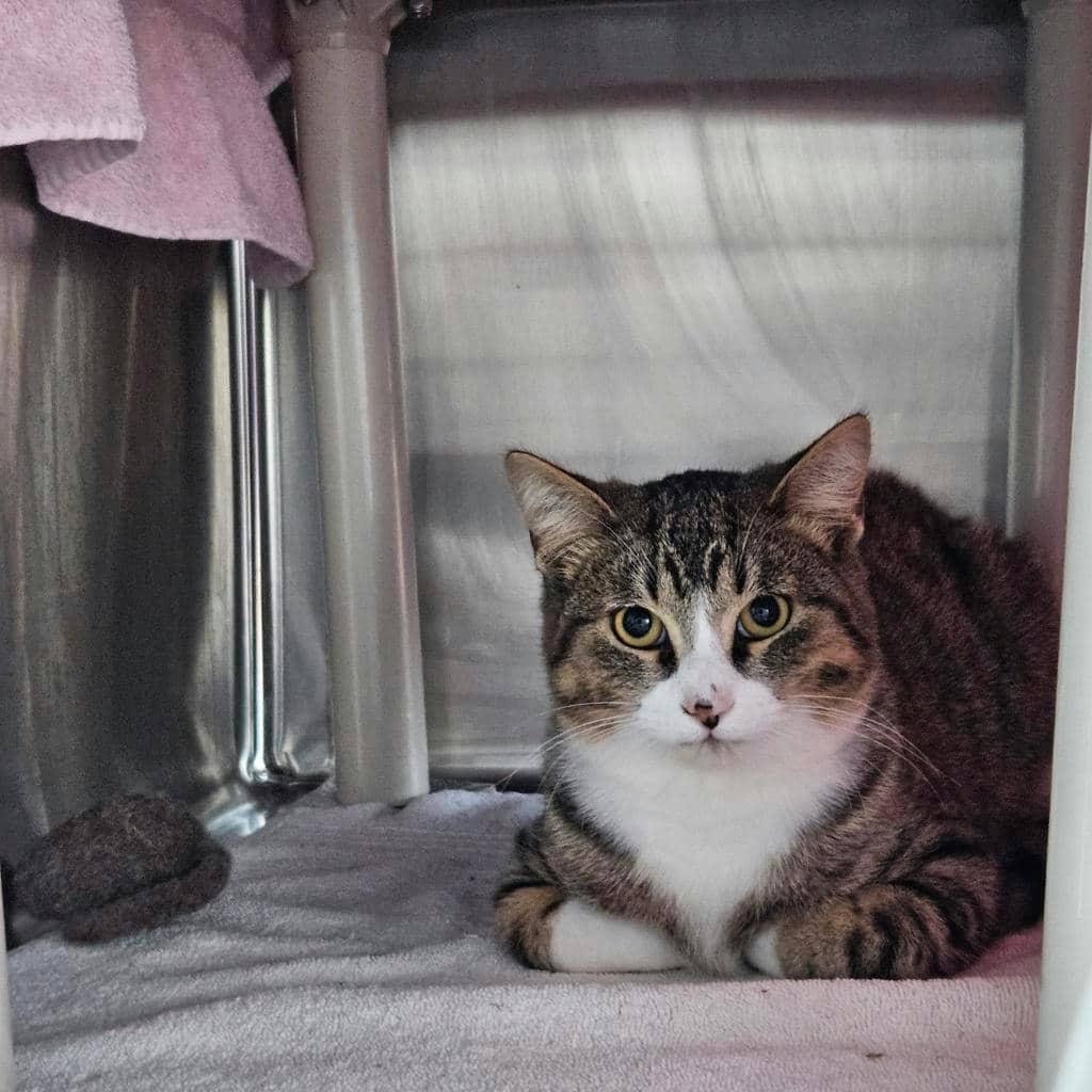 Futsu - Domestic Short Hair available for adoption