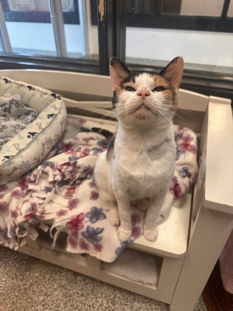 Gloria - Domestic Short Hair cat available for adoption at Ontario SPCA (Toronto Area) in Stouffville