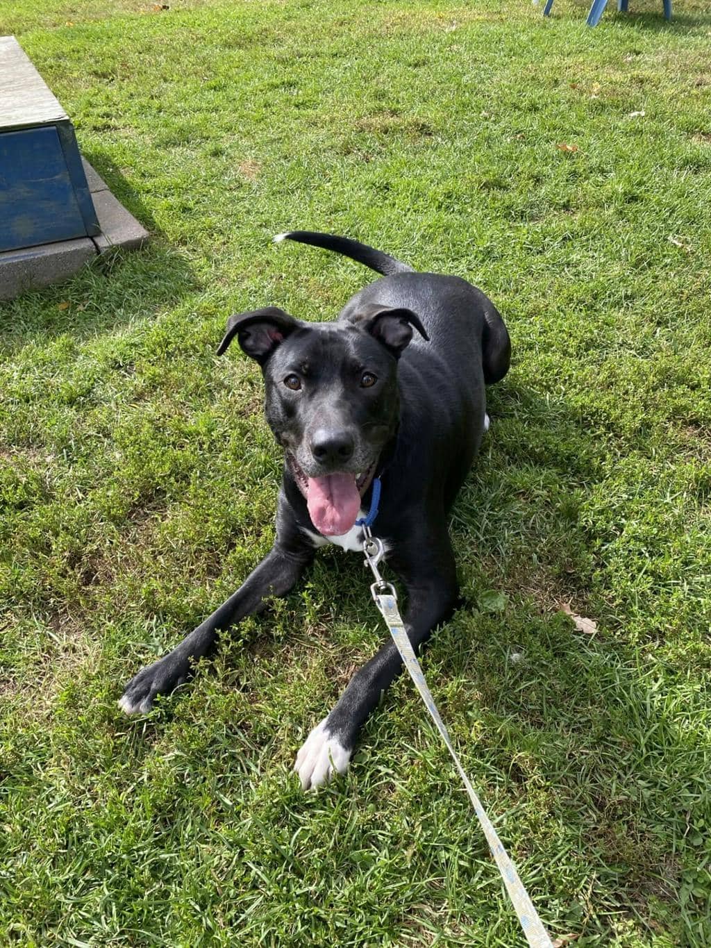 Rip - Labrador Retriever available for adoption at Ontario SPCA (Ottawa Area) in Ottawa