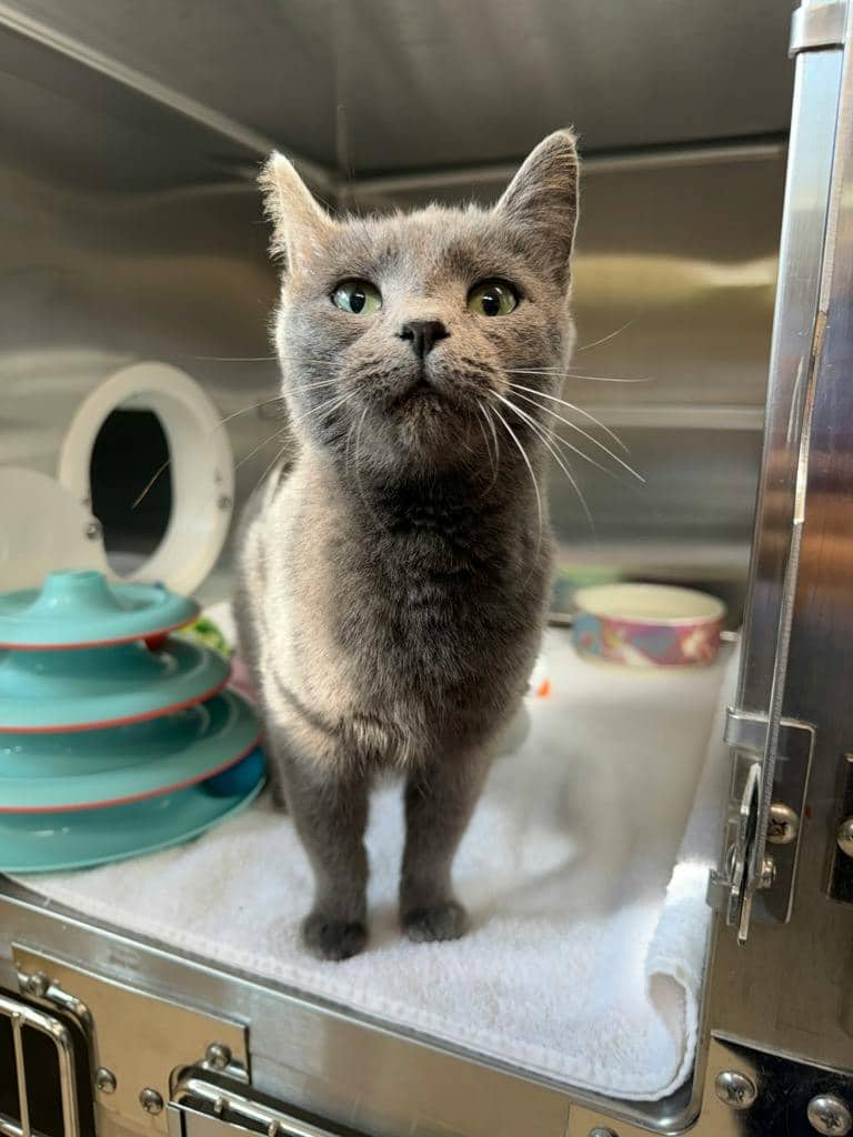 Elvira - Domestic Short Hair available for adoption