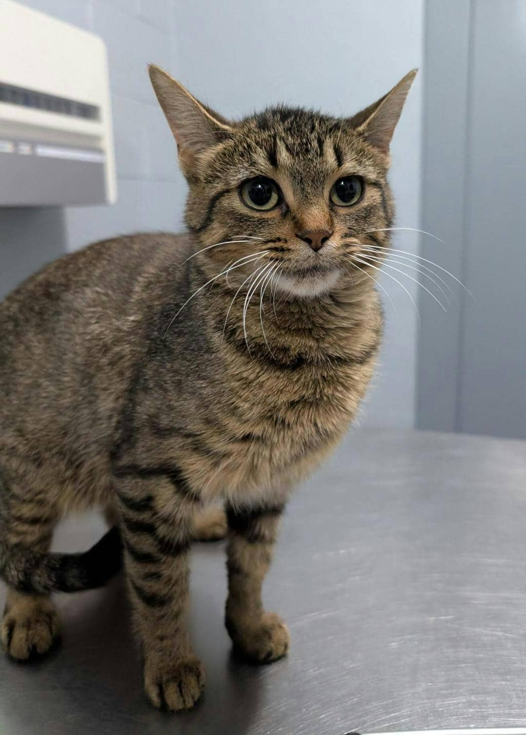 Bon Bon - Domestic Short Hair available for adoption