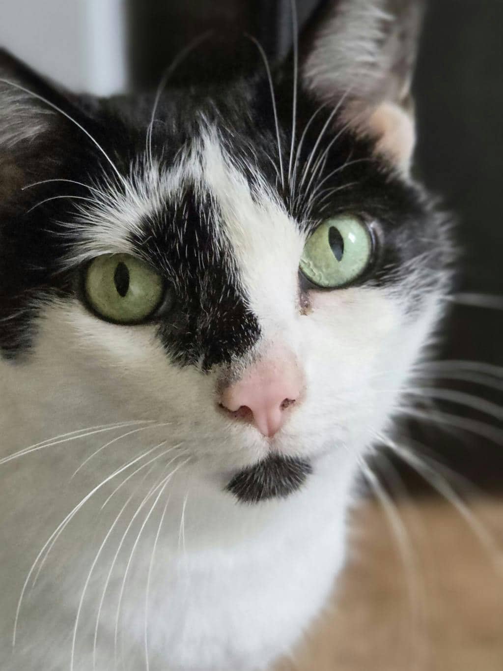 Piper - Domestic Short Hair cat available for adoption at Ontario SPCA (Ottawa Area) in Brockville