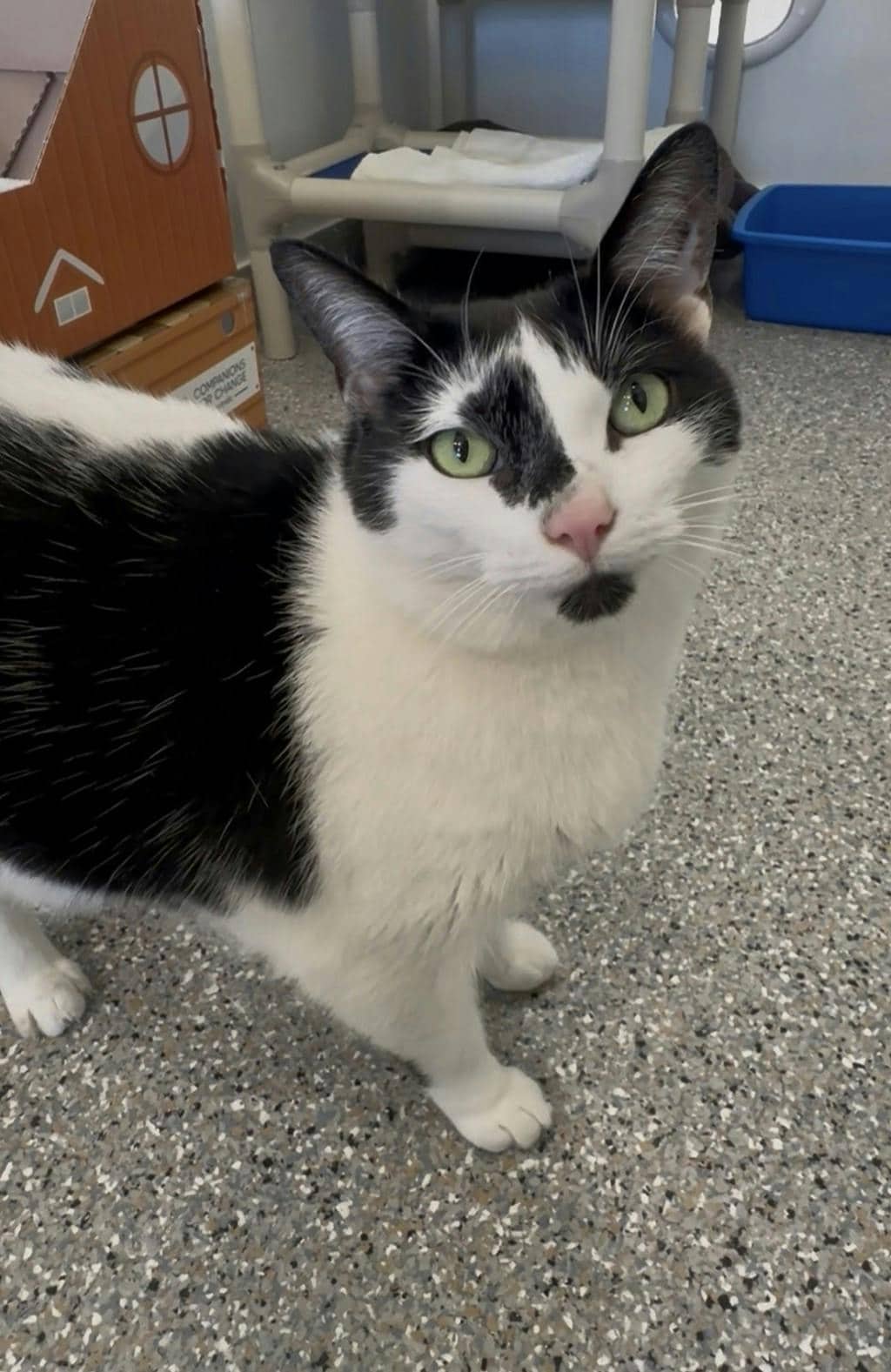 Piper - Domestic Short Hair available for adoption