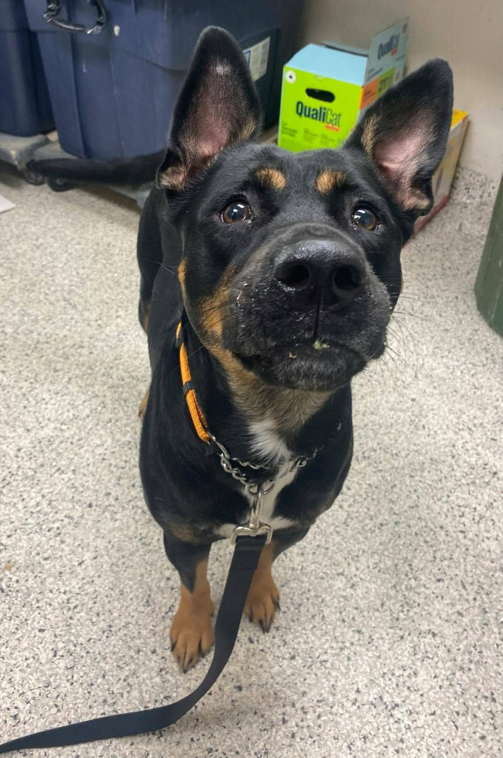 Barb - Rottweiler available for adoption at Ontario SPCA (Sudbury) in Sudbury