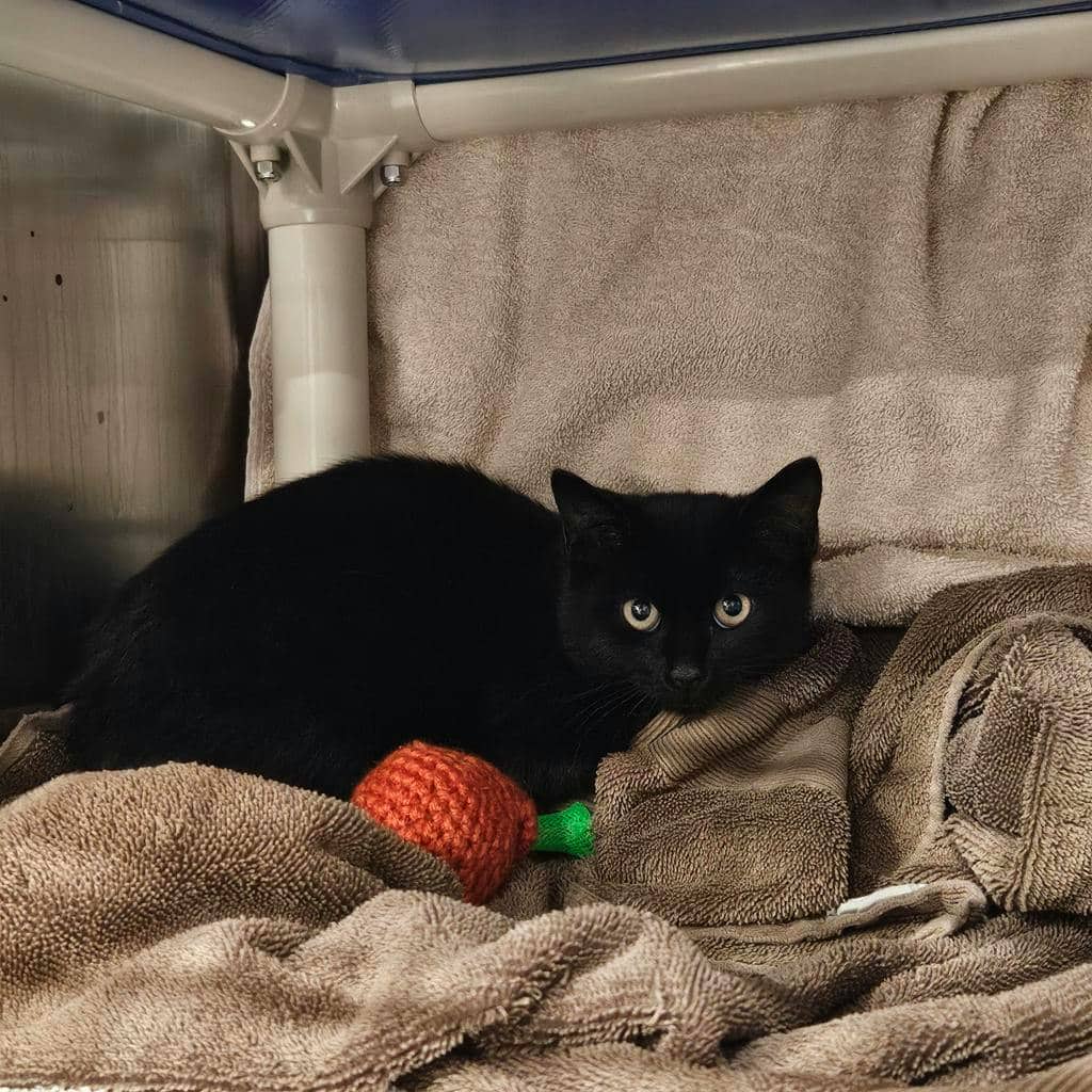 Moss - Domestic Short Hair available for adoption