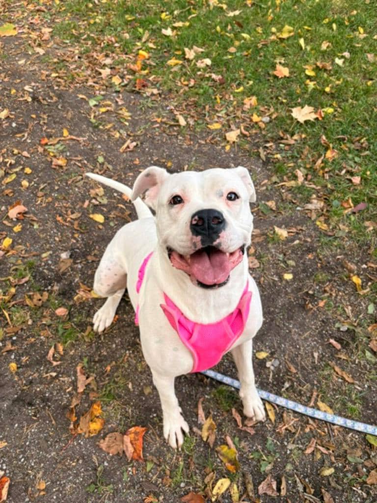Maria - Argentine Dogo available for adoption at Ontario SPCA (Central Ontario) in Orillia