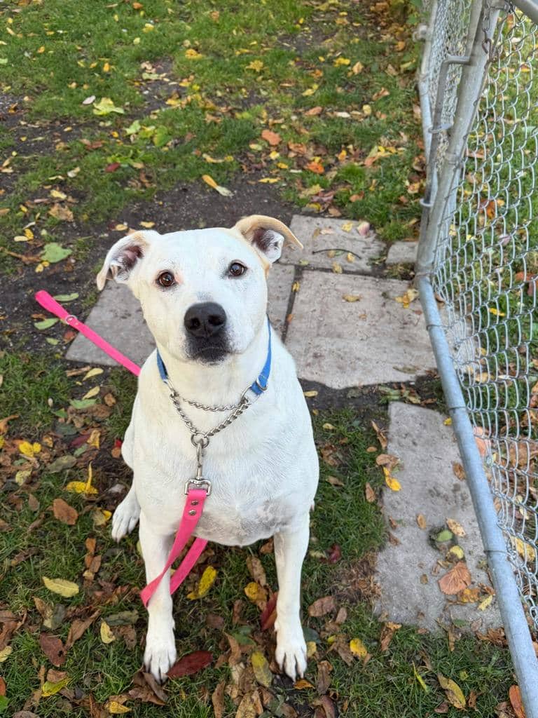 Oslo - Argentine Dogo available for adoption