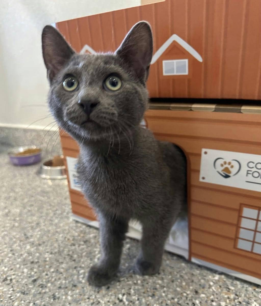 Greyson - Domestic Short Hair available for adoption