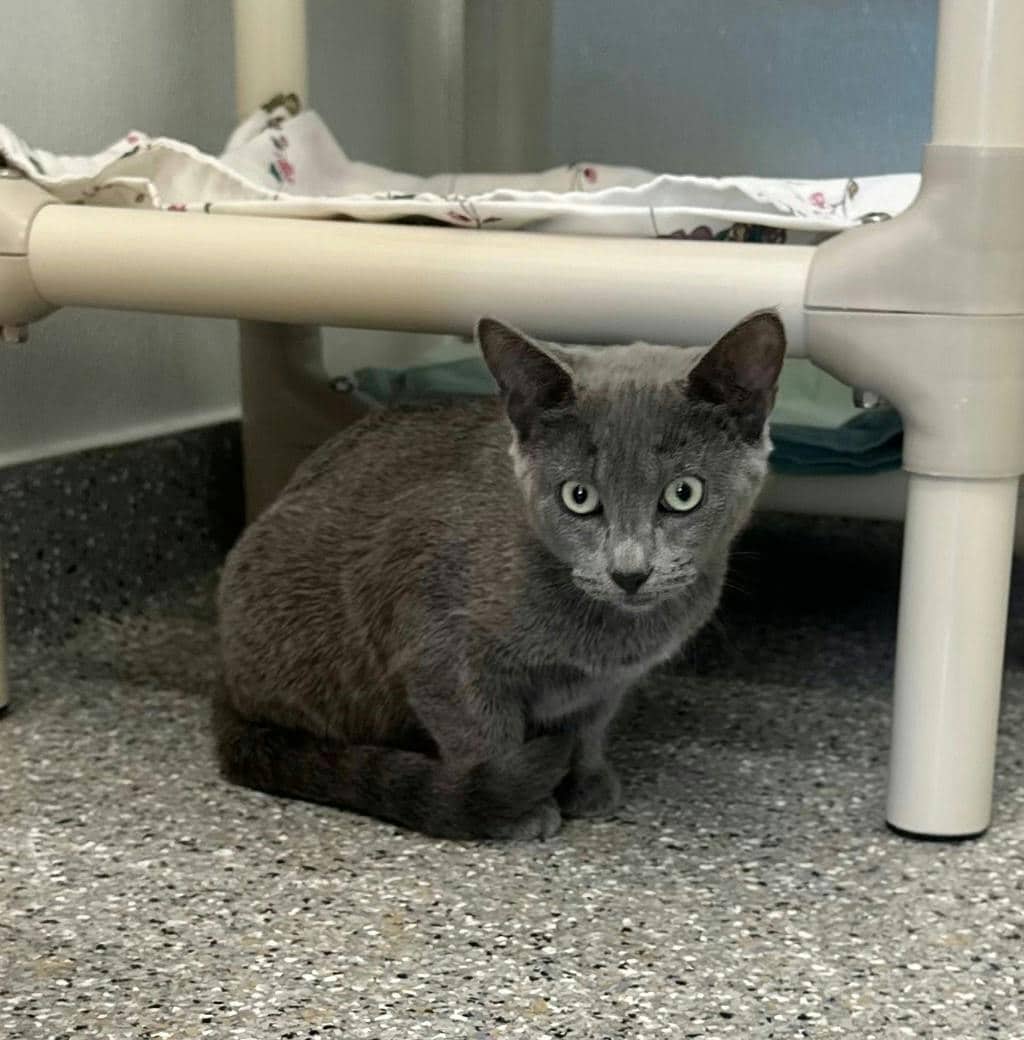 Bluebell - Domestic Short Hair available for adoption