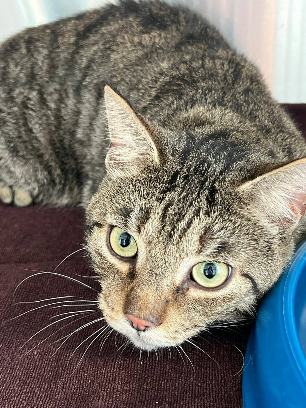 Spry - Domestic Short Hair available for adoption