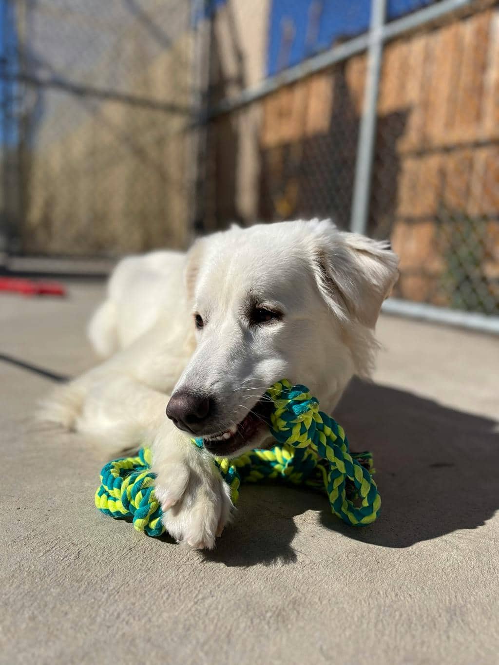 Swan - Great Pyrenees available for adoption at Ontario SPCA (Central Ontario) in Barrie