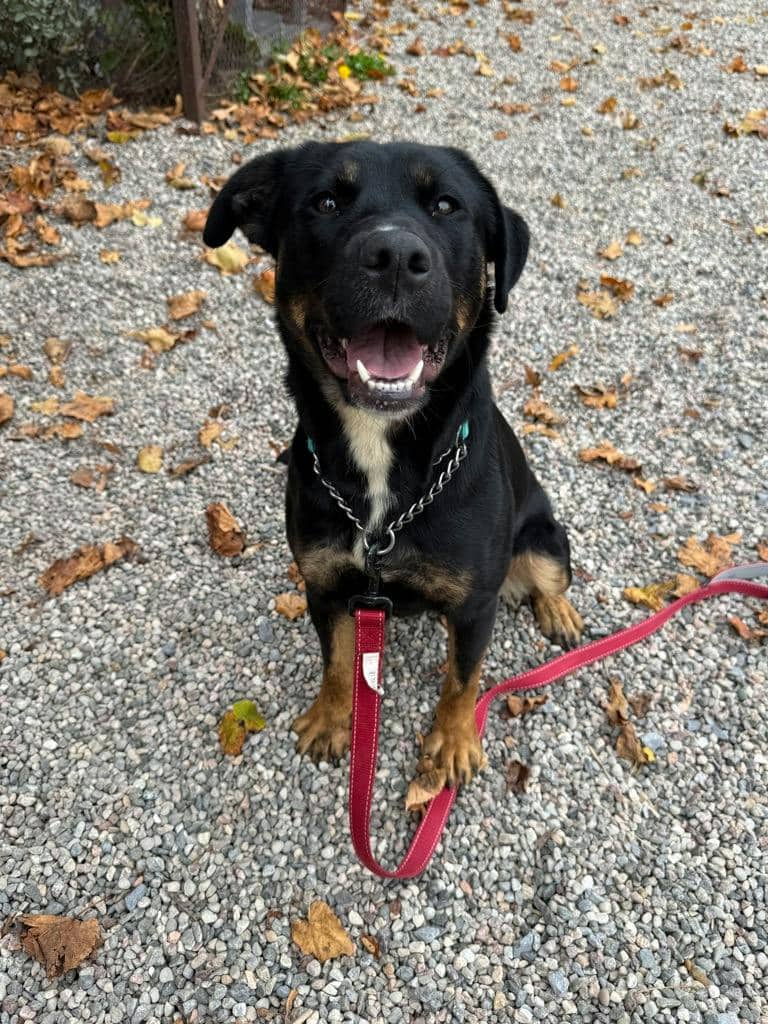 Luna - Husky Mixed available for adoption at Ontario SPCA (Ottawa Area) in Ottawa