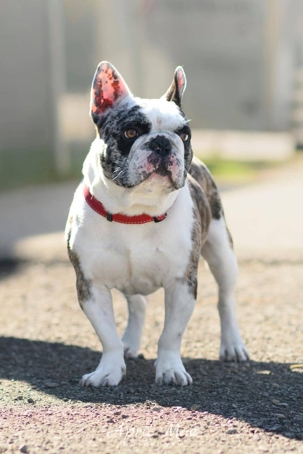 Ghost - French Bulldog available for adoption