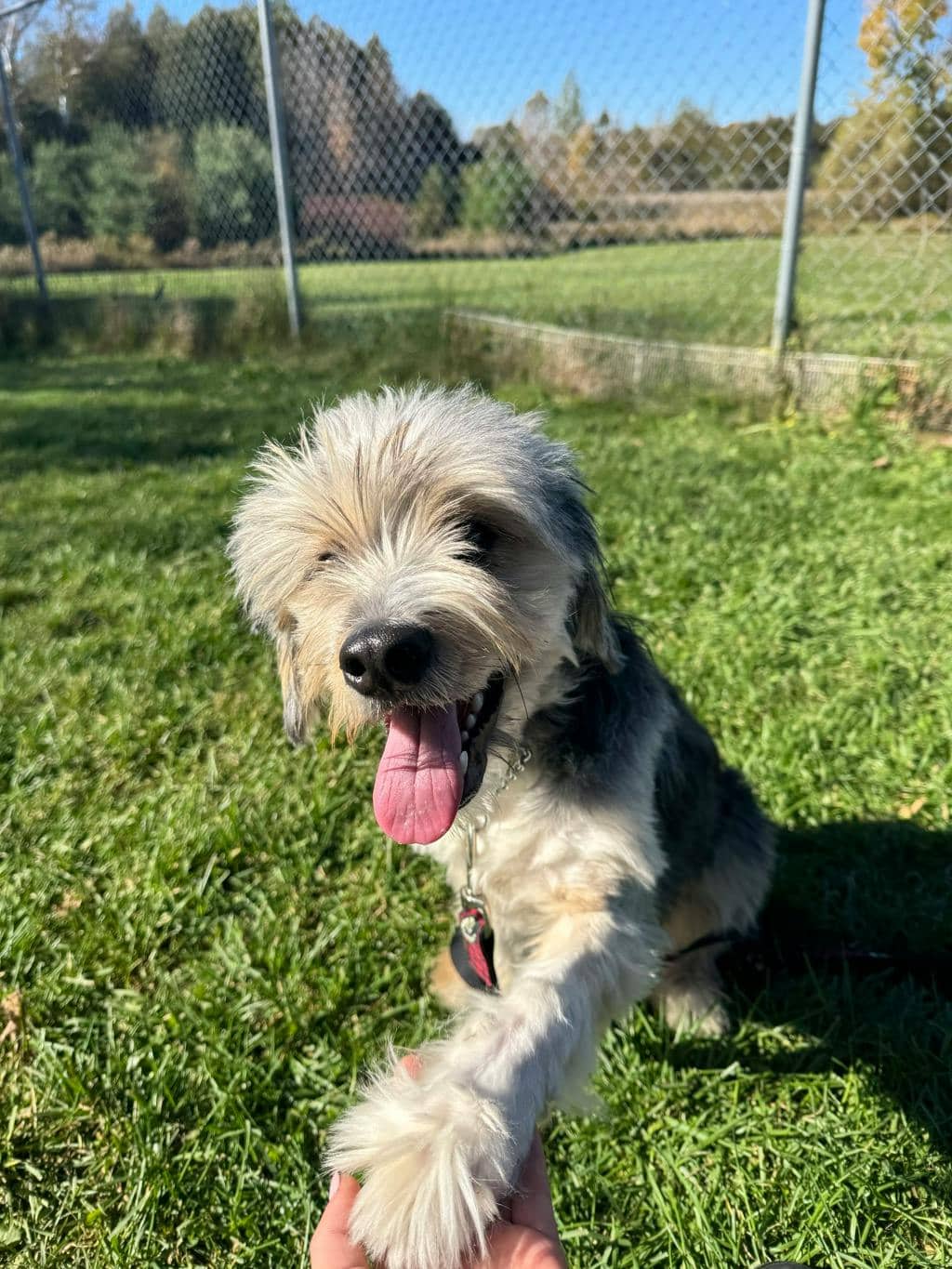 John Cena - Labradoodle available for adoption at Ontario SPCA (Toronto Area) in Stouffville