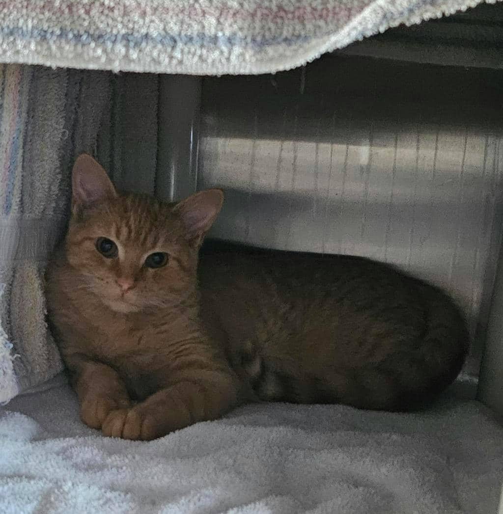 Diablo - Domestic Short Hair cat available for adoption at Ontario SPCA (Ottawa Area) in Pembroke