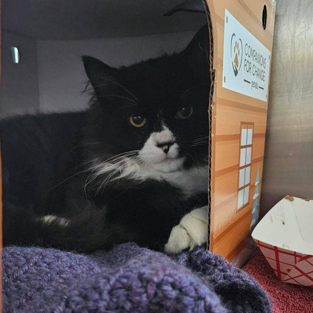 Halo - Domestic Medium Hair cat available for adoption at Ontario SPCA (Ottawa Area) in Pembroke