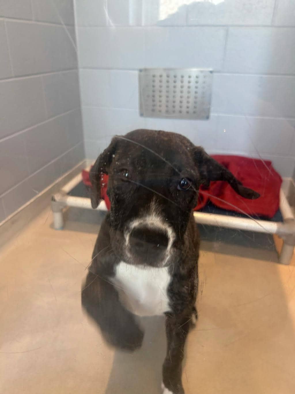 Malfoy - American Bulldog available for adoption