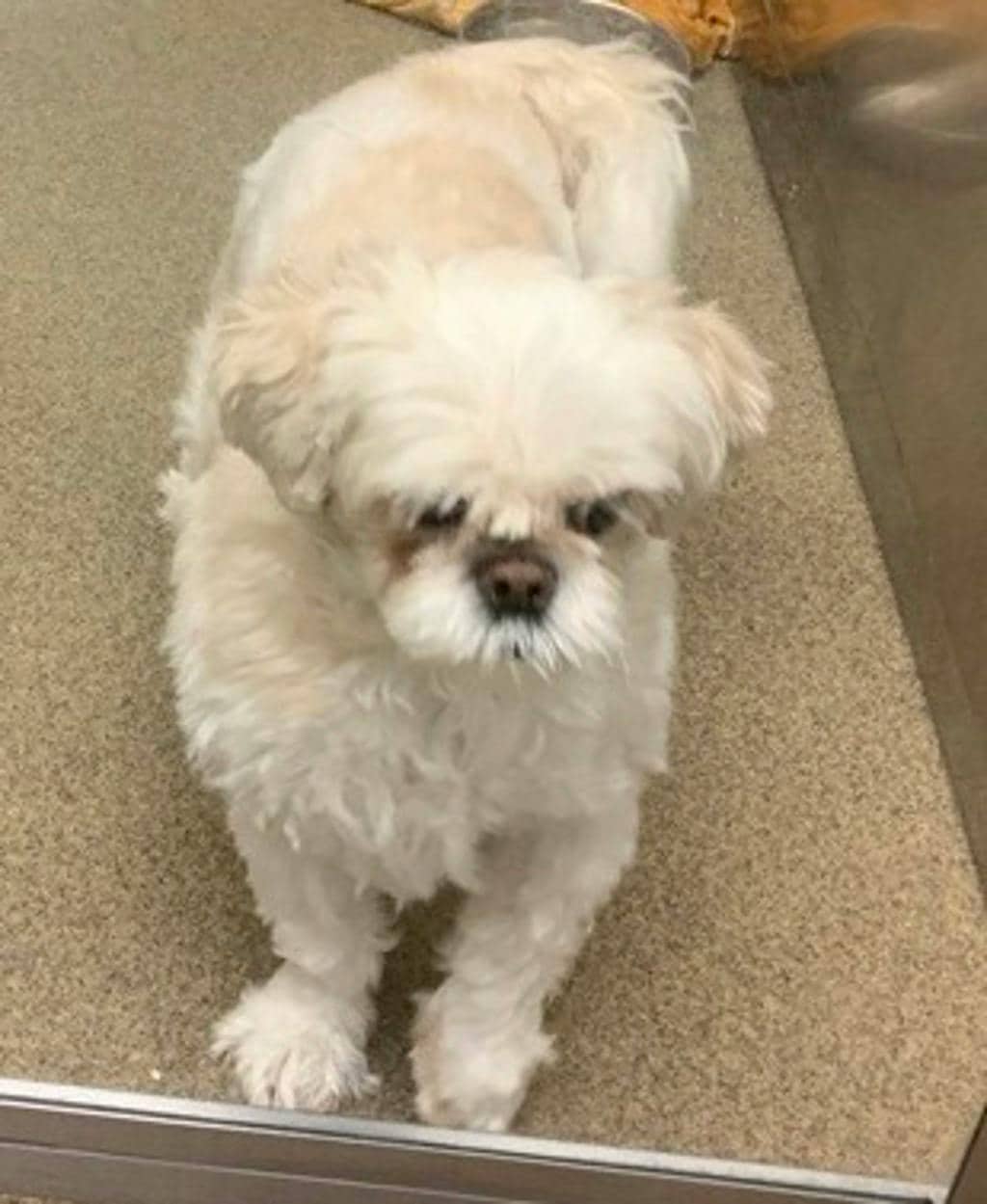 Yogi - Shih Tzu available for adoption at Ontario SPCA (Toronto Area) in Stouffville