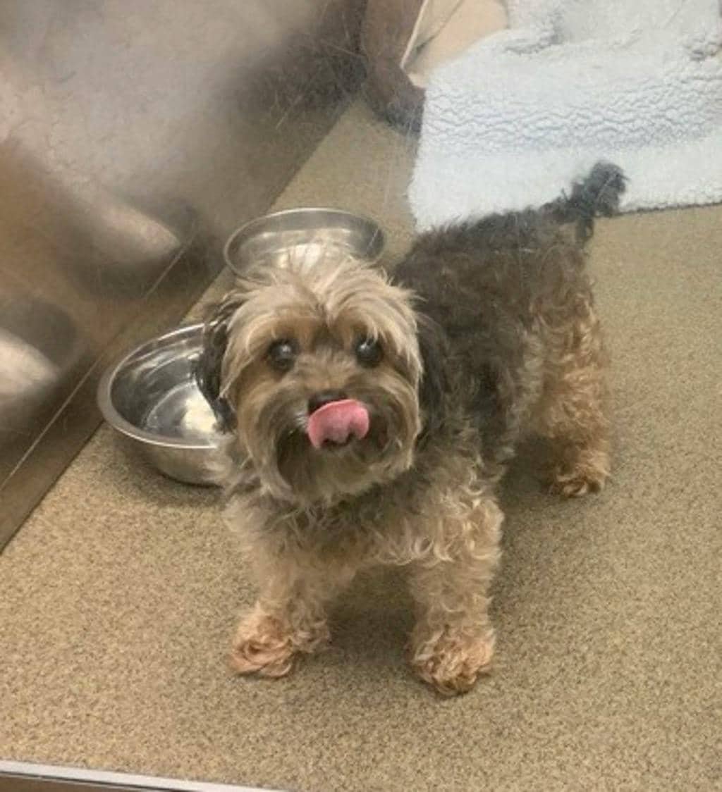 Murphy - Yorkshire Terrier available for adoption