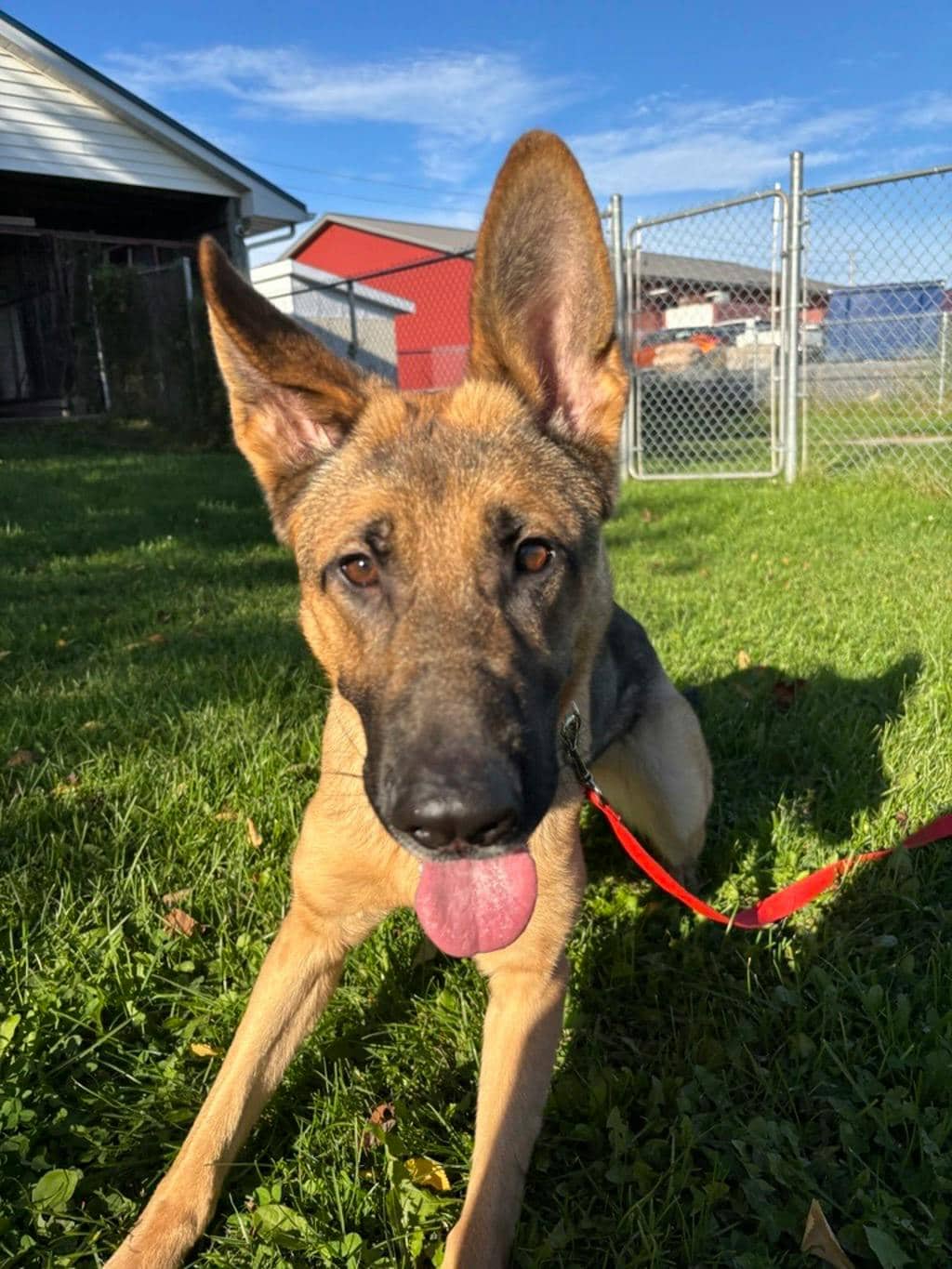 Willow - German Shepherd available for adoption