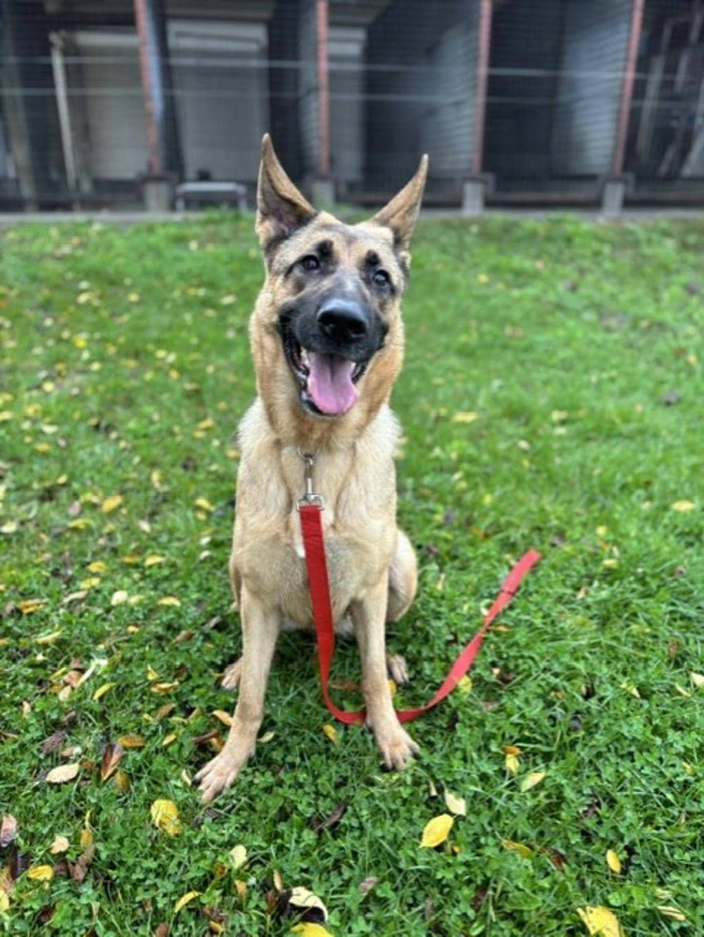 Willow - German Shepherd available for adoption in Ontario