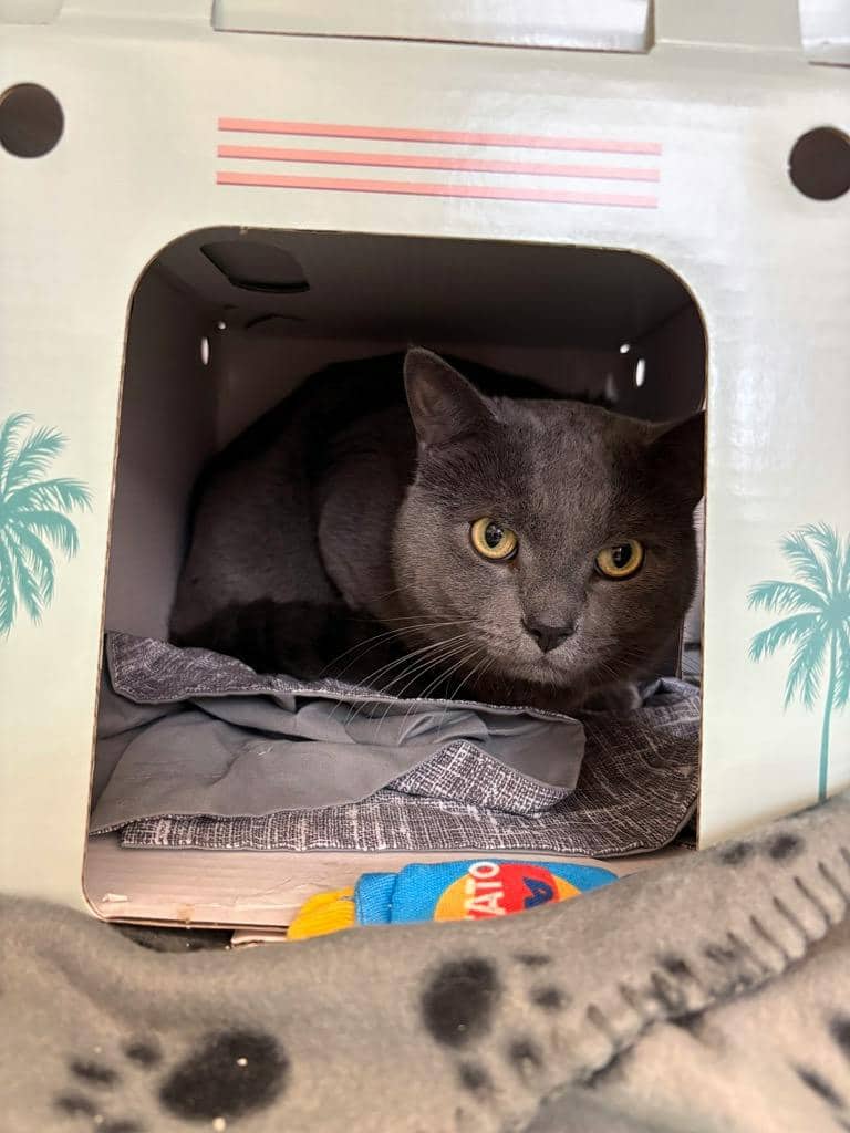 Hunter - Domestic Short Hair available for adoption