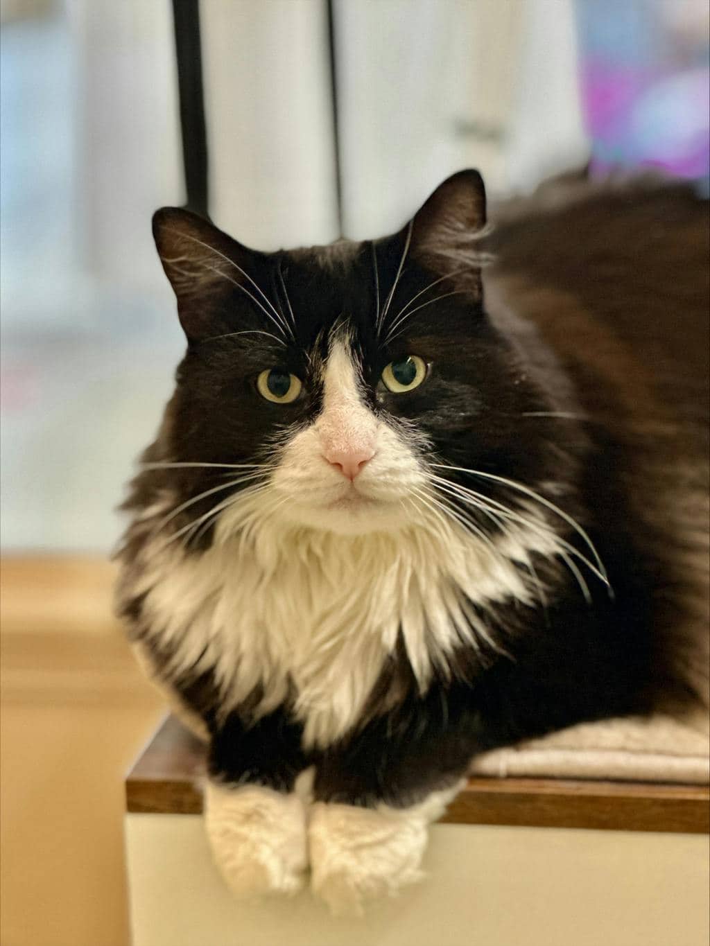 Cher (PetSmart Cornwall) - Domestic Longhair cat available for adoption at Ontario SPCA (Ottawa Area) in Cornwall