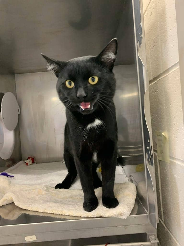 Hayden - Domestic Short Hair available for adoption