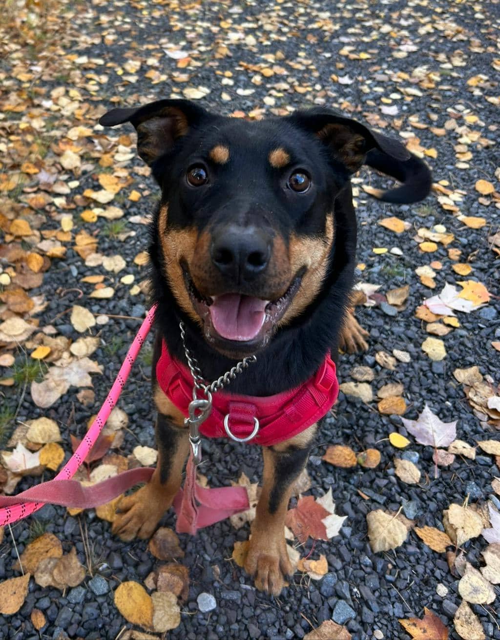 Theodora - Rottweiler available for adoption