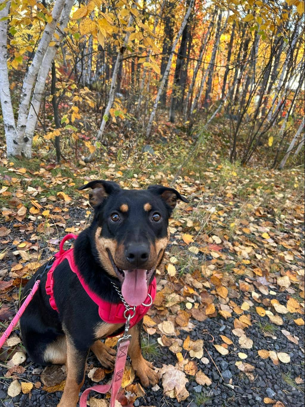 Theodora - Rottweiler available for adoption