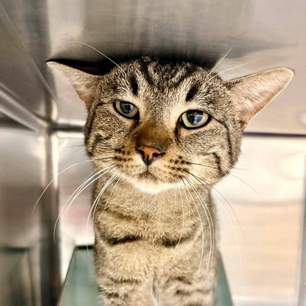 Catfish - Domestic Short Hair available for adoption